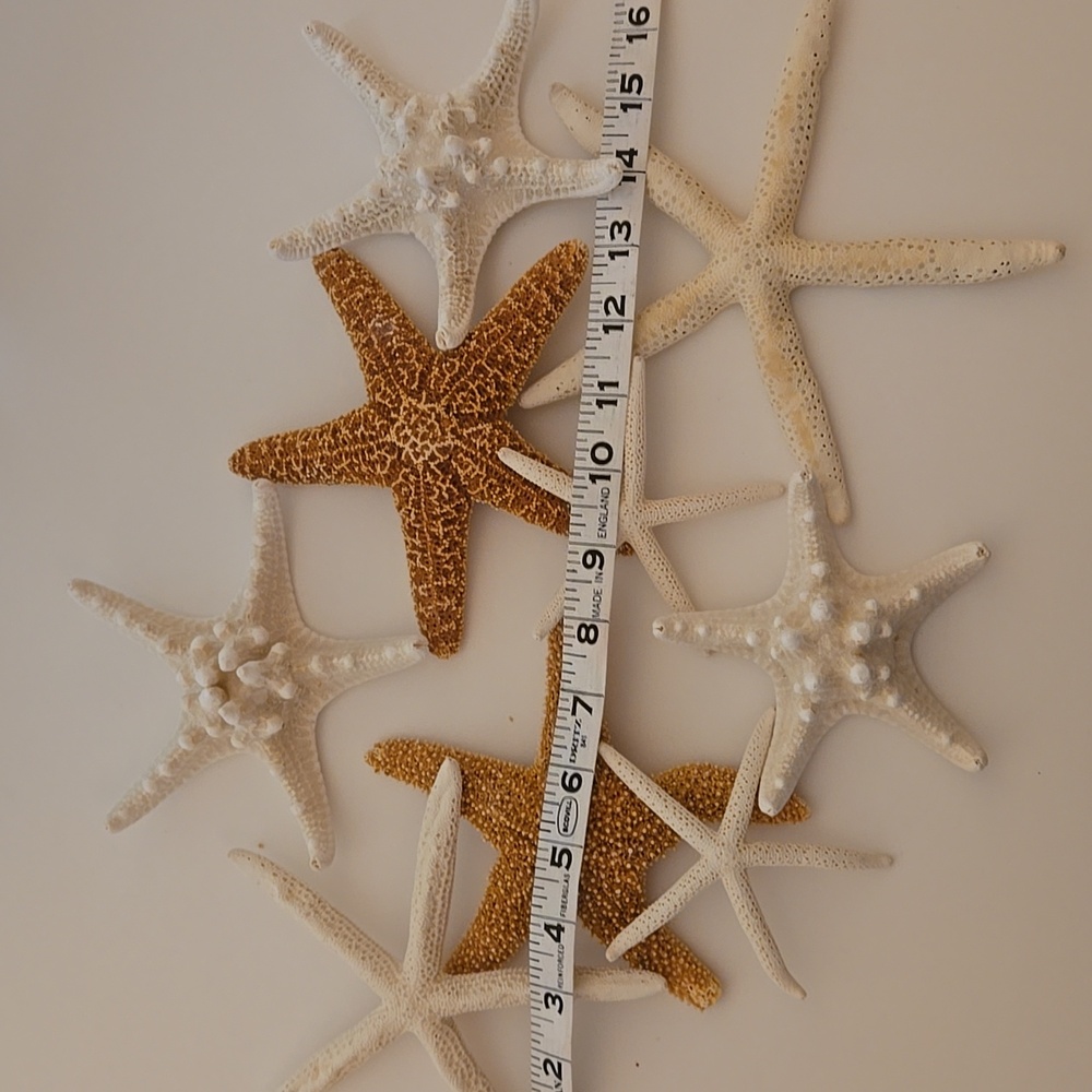 9 Assorted Starfish - Picture 5 of 8
